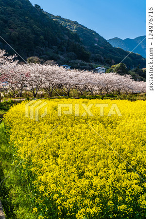 Cherry blossom trees and rape blossoms along the Tayagawa River [Imorimachi, Isahaya City, Nagasaki Prefecture] 124976716