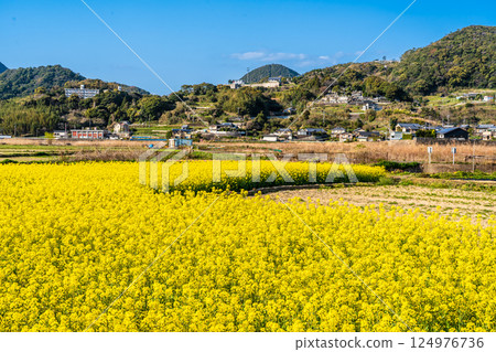 田屋川沿岸的櫻花樹和油菜花[長崎縣諫早市井森町] 124976736