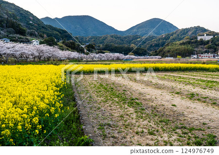 Cherry blossom trees and rape blossoms along the Tayagawa River [Imorimachi, Isahaya City, Nagasaki Prefecture] 124976749