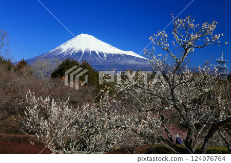 Plum blossoms on Mount Fuji Plum blossoms on Mount Fuji 124976764
