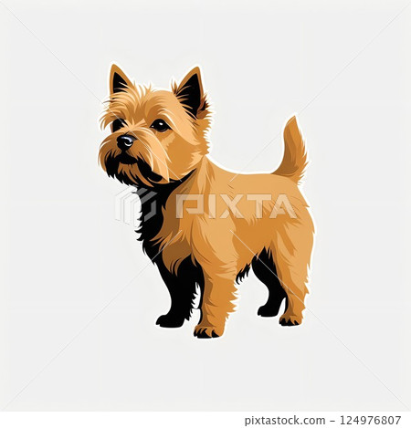 The Norwich Terrier has short legs and a compact body. 124976807