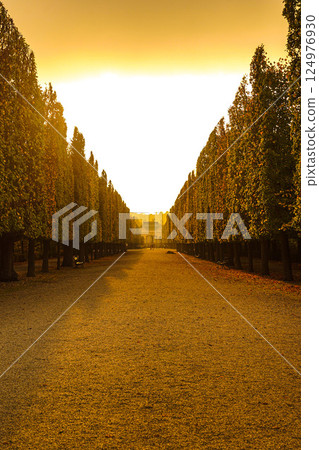 夕陽照射下的林蔭街道 124976930