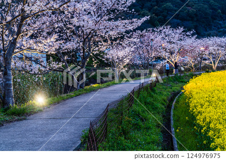 Illuminated cherry blossom trees and rape blossoms along the Tayagawa River [Imorimachi, Isahaya City, Nagasaki Prefecture] 124976975