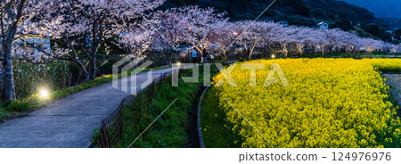 田屋川沿岸的櫻花樹和油菜花燈飾全景 [長崎縣諫早市井森町] 124976976