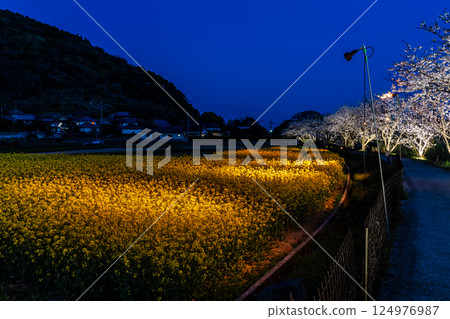 Illuminated cherry blossom trees and rape blossoms along the Tayagawa River [Imorimachi, Isahaya City, Nagasaki Prefecture] 124976987