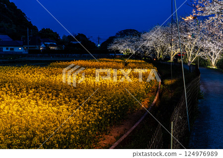 Illuminated cherry blossom trees and rape blossoms along the Tayagawa River [Imorimachi, Isahaya City, Nagasaki Prefecture] 124976989