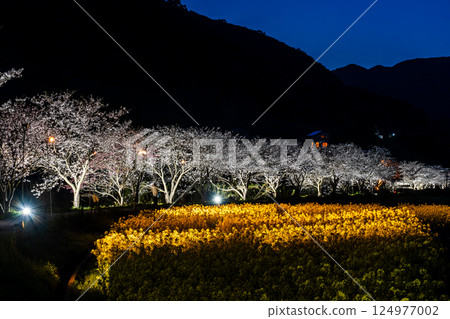 Illuminated cherry blossom trees and rape blossoms along the Tayagawa River [Imorimachi, Isahaya City, Nagasaki Prefecture] 124977002