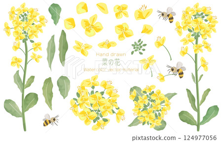 A set of roughly drawn rapeseed flowers in watercolor (including illustrations of rapeseed flower parts and bees) A set of roughly drawn rapeseed flowers in watercolor (including illustrations of rapeseed flower parts and bees) 124977056