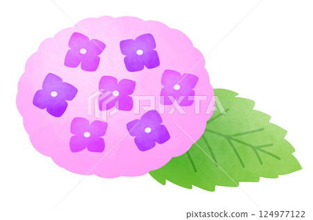 Illustration of a large pink hydrangea 124977122