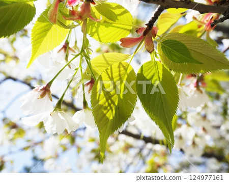 Cherry blossoms and young leaves Cherry blossoms and young leaves 124977161