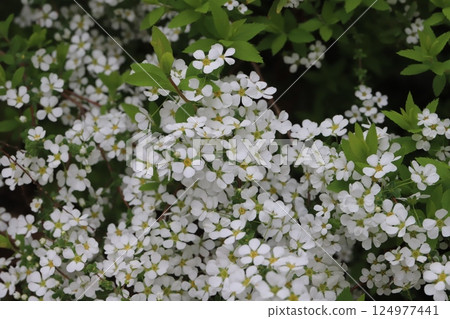 春天花園裡盛開的白雪柳花 124977441