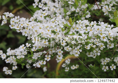 春天花園裡盛開的白雪柳花 124977442