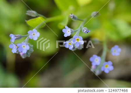 春天,黃瓜草的小花又小又可愛…3 春天,黃瓜草的小花又小又可愛…3 124977466