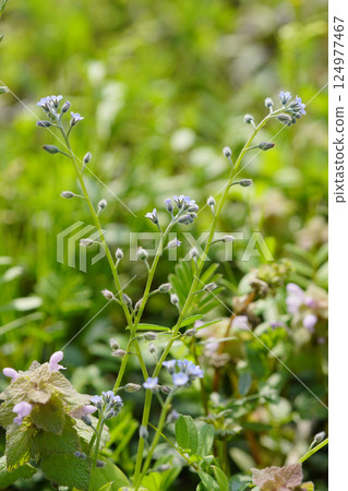 Small and adorable cucumber grass flowers in spring...4 Small and adorable cucumber grass flowers in spring...4 124977467