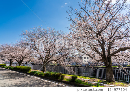 八郎川沿岸的櫻花樹[長崎市] 124977504