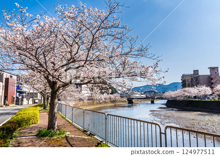 Cherry blossom trees along the Hachiro River [Nagasaki City] 124977511