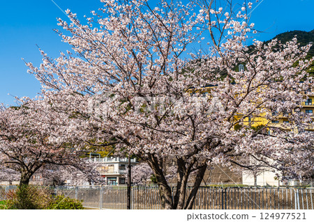 八郎川沿岸的櫻花樹[長崎市] 124977521