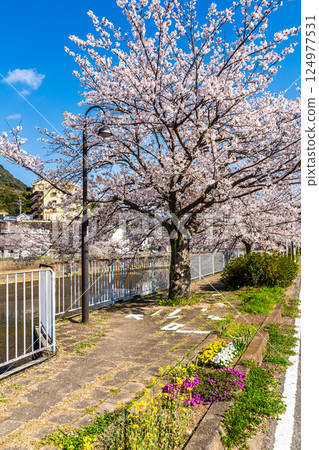 Cherry blossom trees along the Hachiro River [Nagasaki City] 124977531