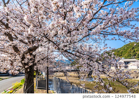 Cherry blossom trees along the Hachiro River [Nagasaki City] 124977548