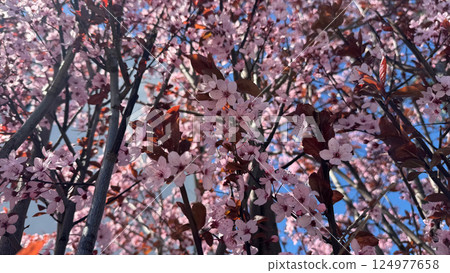 Blossoming Cherry Tree Branches in Vibrant Springtime Sunlight 124977658