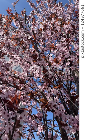 Beautiful Cherry Blossom Tree in Full Bloom on a Clear Blue Sky Day 124977661