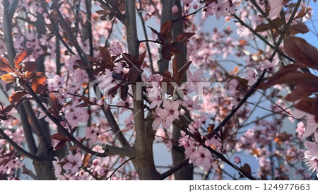 Delicate Pink Blossoms on Cherry Tree Branches Captured During a Sunny Day. Delicate Pink Blossoms on Cherry Tree Branches Captured During a Sunny Day. 124977663