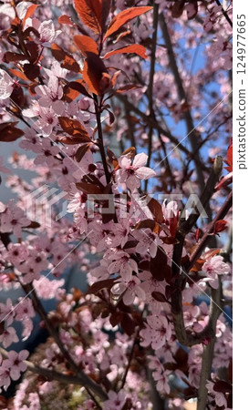 Pink Blossoms on Cherry Tree Branches in Bright Spring Atmosphere Pink Blossoms on Cherry Tree Branches in Bright Spring Atmosphere 124977665