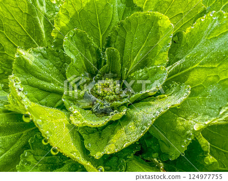 Morning Field. ~Spring Toutake Na~ Morning Field. ~Spring Toutake Na~ 124977755