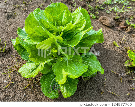 清晨的田野。 ~春天的圖泰納~ 清晨的田野。 ~春天的圖泰納~ 124977760