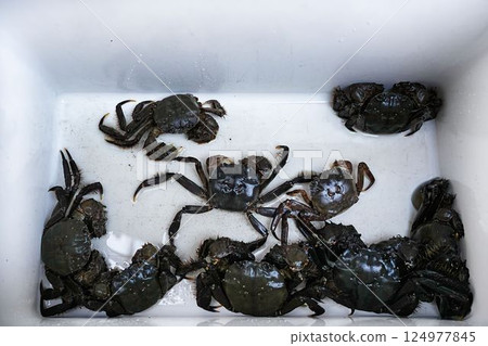 Freshly caught live mitten crab Freshly caught live mitten crab 124977845