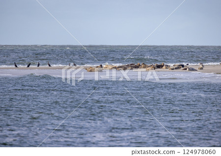 Seabirds and seals peacefully resting together on a sandy sandbar near the shoreline Seabirds and seals peacefully resting together on a sandy sandbar near the shoreline 124978060