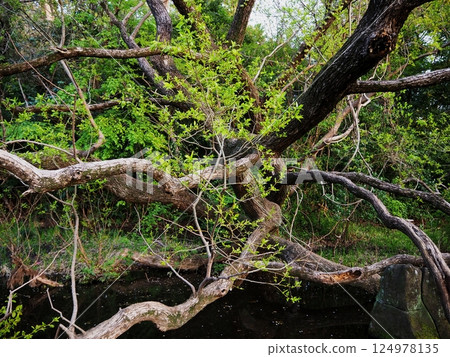 Large tree reflected in the water 124978135