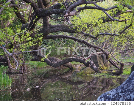 Large tree reflected in the water 124978136
