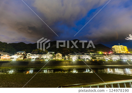 Illumination of the cherry blossom trees along the Hachiro River [Nagasaki City] 124978190