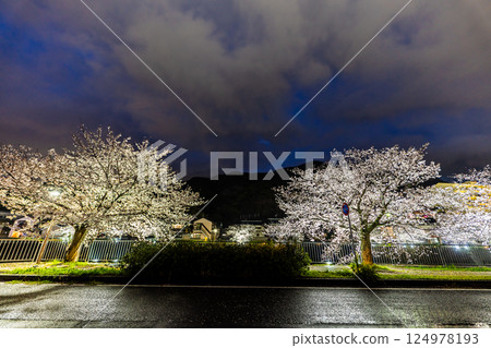 Illumination of the cherry blossom trees along the Hachiro River [Nagasaki City] 124978193
