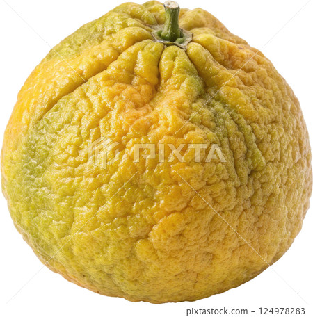 A ripe knobbly and bumpy ugli fruit a type of citrus known for its unique and tangy flavor A ripe knobbly and bumpy ugli fruit a type of citrus known for its unique and tangy flavor 124978283