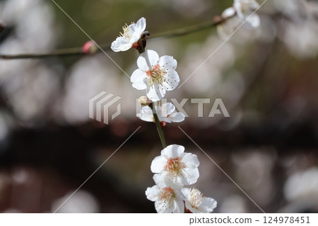 A close-up view of a branch of a plum blossom tree with white petals shining through the sunlight A close-up view of a branch of a plum blossom tree with white petals shining through the sunlight 124978451