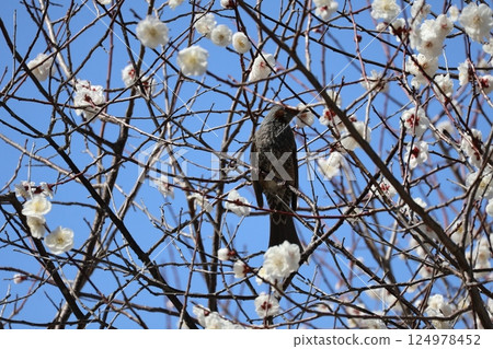Scenery of a brown-eared bulbul perched sideways on a branch of a blossoming tree with white petals against a blue sky Scenery of a brown-eared bulbul perched sideways on a branch of a blossoming tree with white petals against a blue sky 124978452