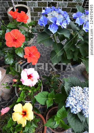 芙蓉花與繡球花 / 三色芙蓉花與山繡球花 芙蓉花與繡球花 / 三色芙蓉花與山繡球花 124978495