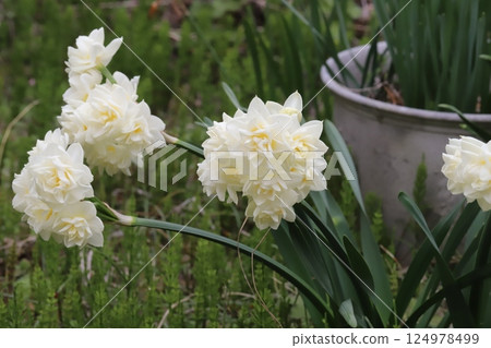 日本春天花園中盛開的重瓣水仙白花 124978499