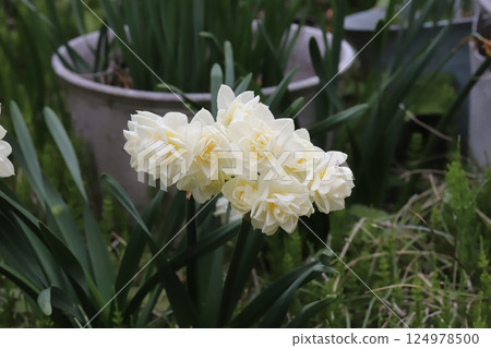 White flowers of double-flowered bunch-flowered daffodils blooming in the spring garden of Japan 124978500