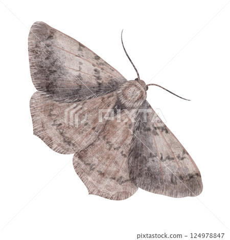 A gray-brown moth, a butterfly, handmade digital illustration isolated on white background. An element for the design 124978847