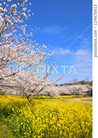 櫻花和油菜花 櫻花和油菜花 124978913