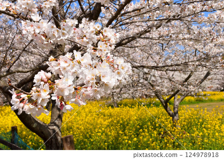 Sakura and rape flower Sakura and rape flower 124978918