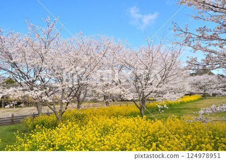 Sakura and rape flower 124978951