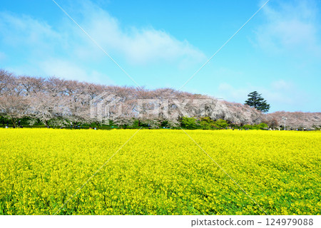 Saitama Prefecture Gongendo Sakura Tsutsumi Cherry Blossoms and rapeseed fields 124979088