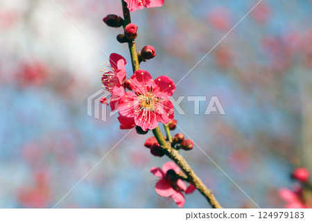 Plum in full bloom Plum in full bloom 124979183