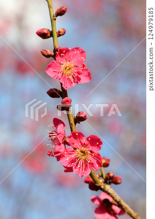 Plum in full bloom Plum in full bloom 124979185
