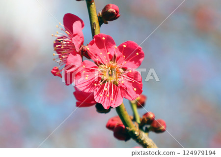 梅花盛開 124979194