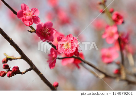 梅花盛開 124979201